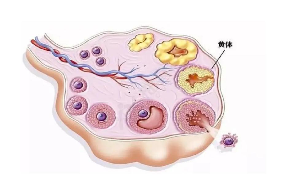 黄体的自白书,关于黄体的正确描述