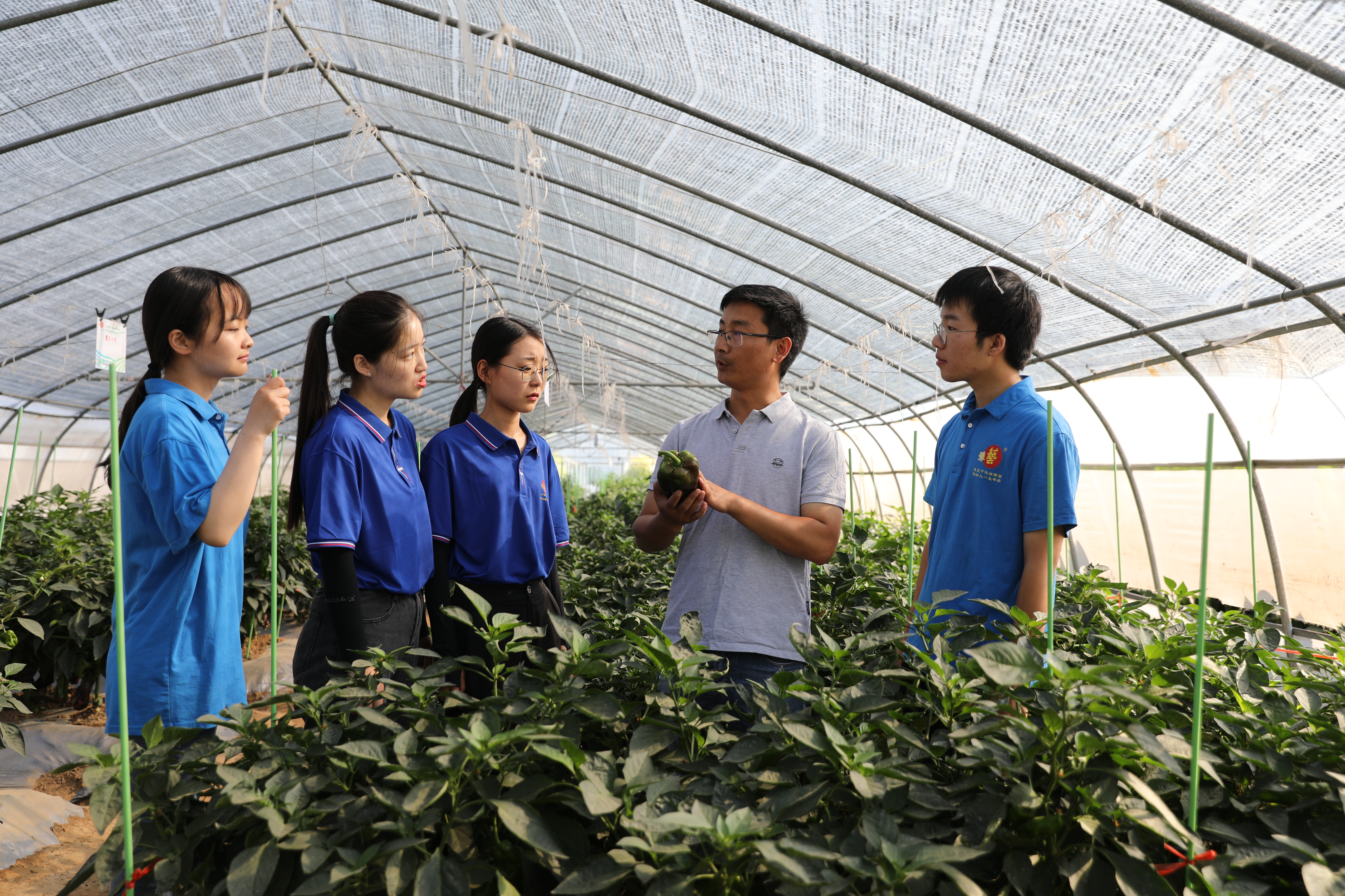 扶沟：“中原菜都”的乡村振兴富民曲