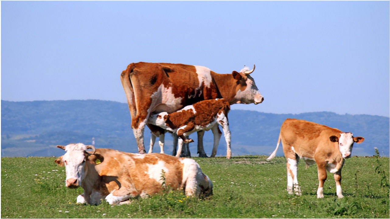 牛疥螨病夏天会好吗,牛疥螨怎么治才能彻底除根