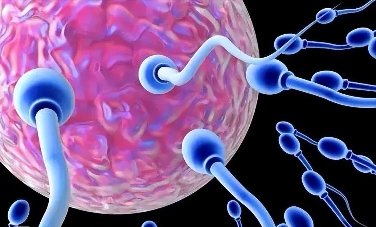 跑得最快、最阳刚的精子才能和卵子结合？不！只是运气爆棚而已