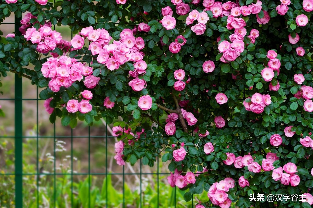 国家植物园游览掠影,走进国家植物园南北月季花海