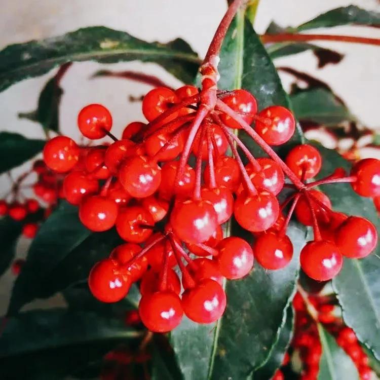 100种迷人的“数字花”,从零到一百万,真是太神奇了