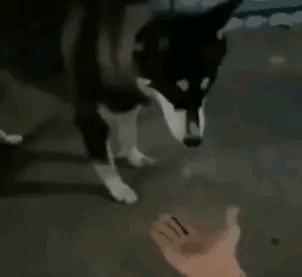 每日一笑：看多了足球比赛就没意思了，来一场不一样的比赛吧