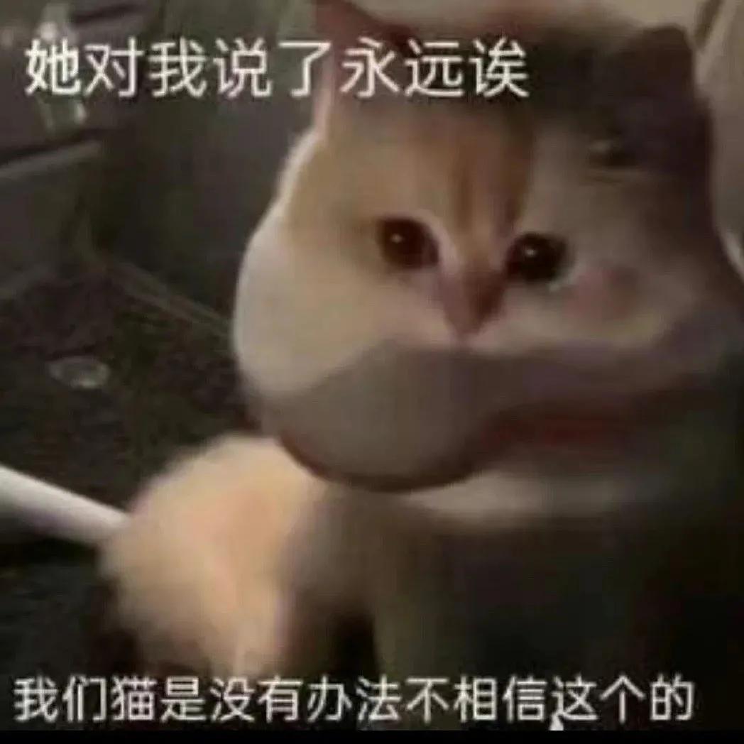 这样的阴间猫狗审美,早该翻车了