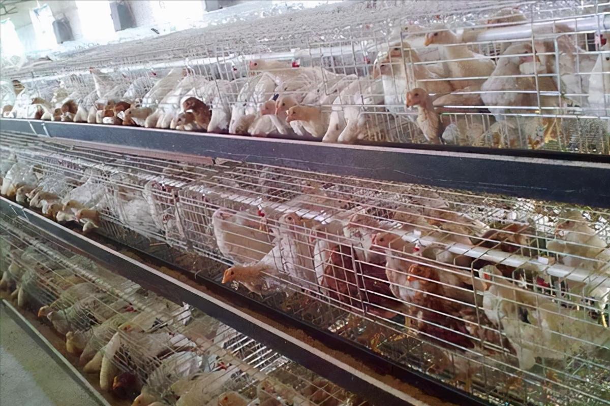 鸡的祖先是霸王龙？它为何每天都下蛋，细数鸡身上的“恐龙基因”