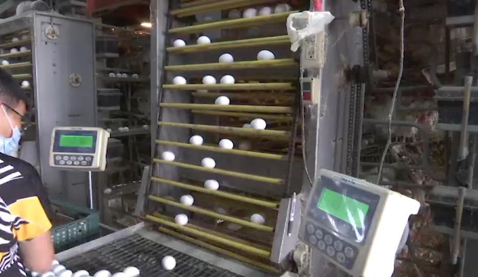 很怕客人点蛋包饭…彻夜排队只买到十颗蛋,台湾蛋荒,前所未见!