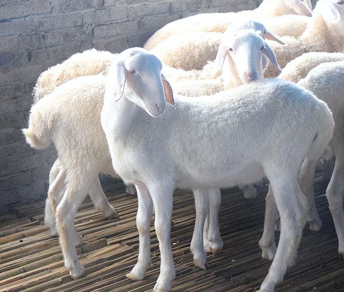 小尾寒羊波尔山羊湖羊对比,什么样的羊是波尔山羊