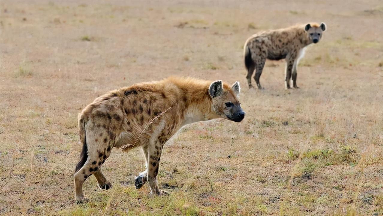 雌性斑鬣狗和雄性斑鬣狗体型对比,如何辨别斑鬣狗公母