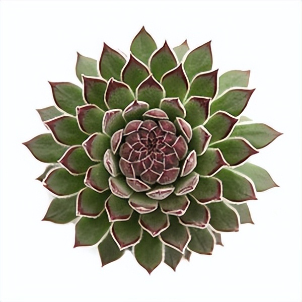 102个大类近500个多肉植物图片，都极其美丽，建议在家中也养一盆