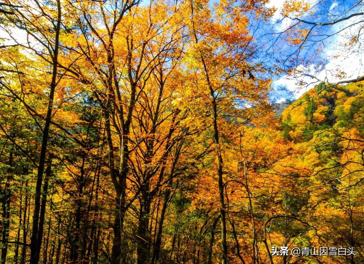 林地种植什么树种好且赚钱多,荒山种什么树收益最快