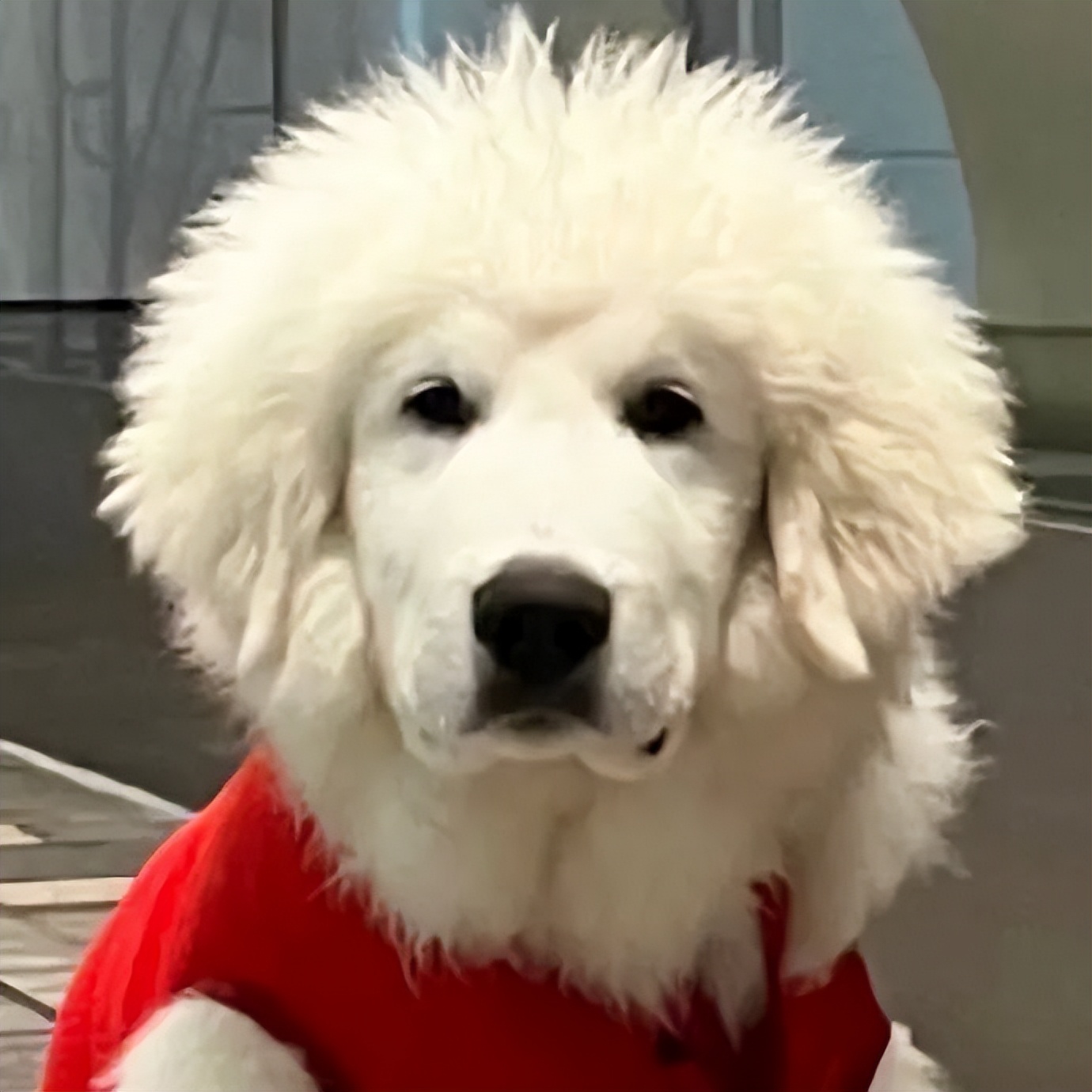 金毛误入地铁站后续,金毛闯地铁