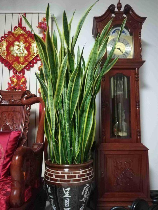 6种“健康花”，卧室一放，废气吸光，不失眠，睡觉香