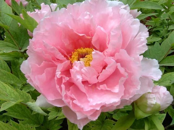 中国的国花是牡丹花吗,牡丹花世界名花