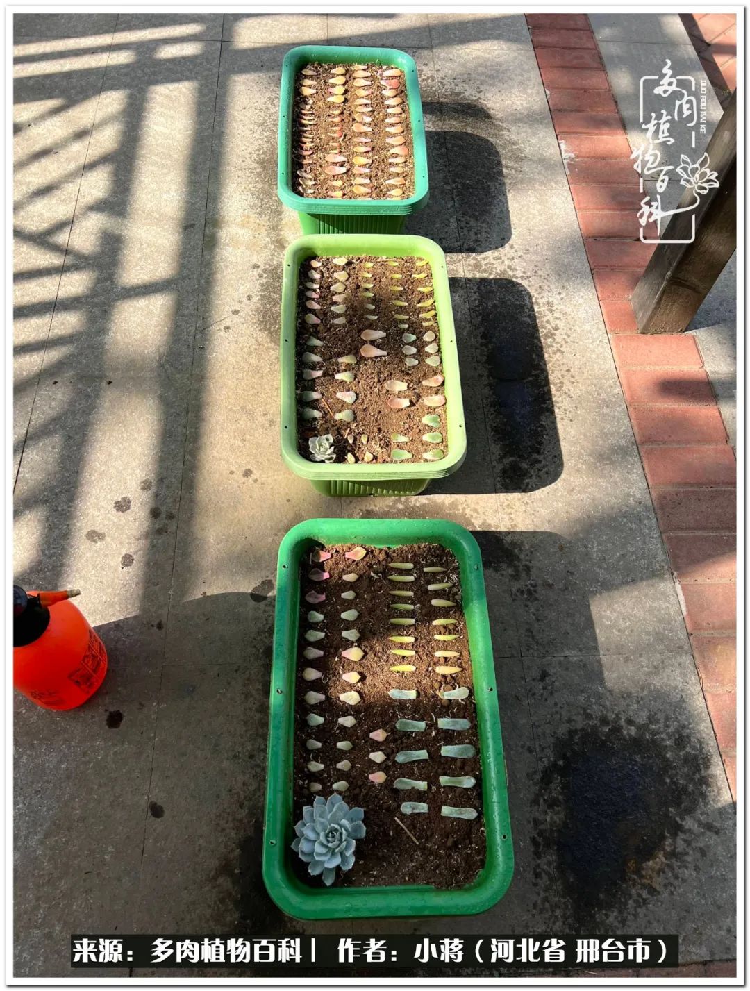 我与多肉植物之间的故事,我和多肉十二卷的故事100字