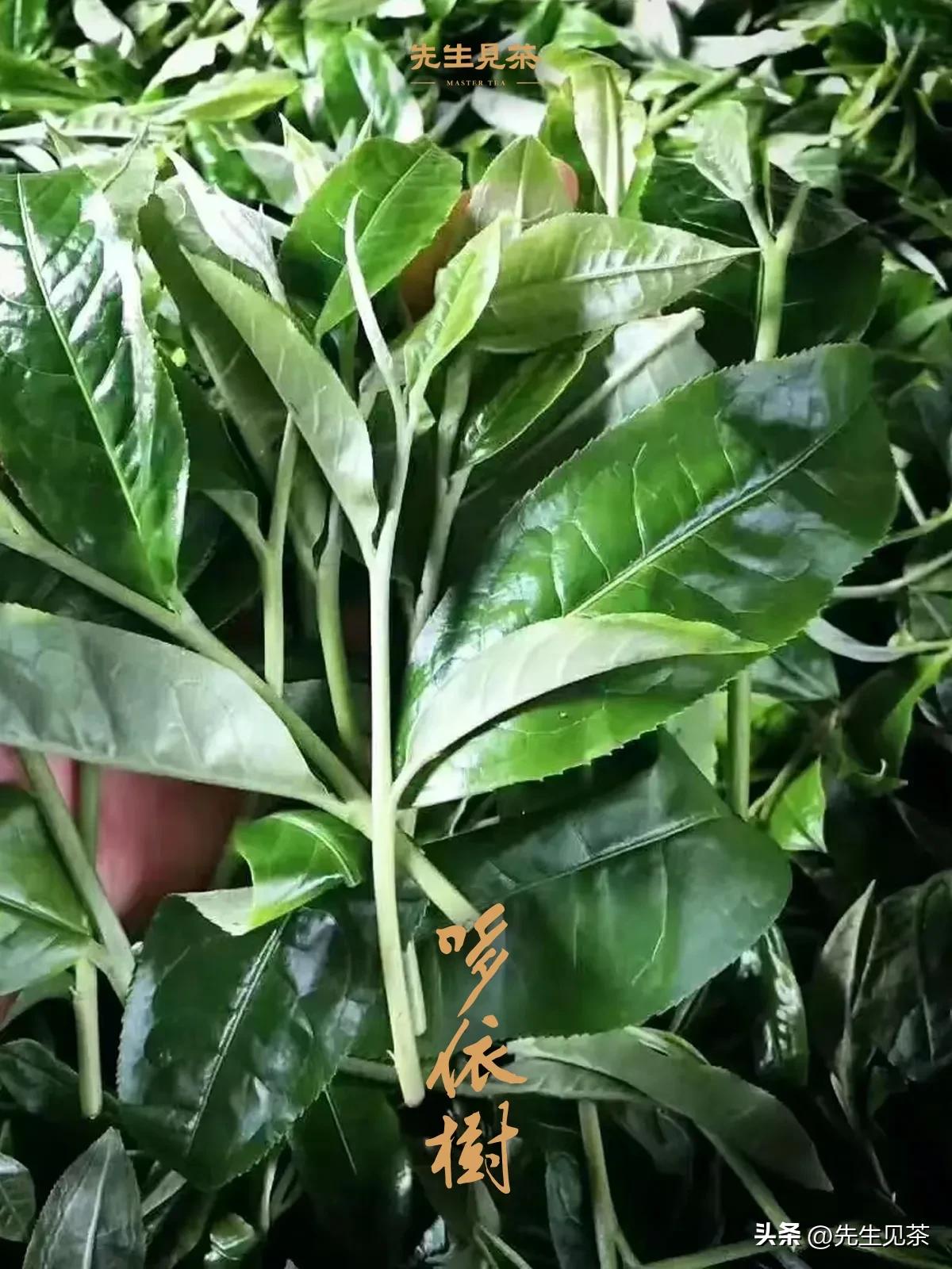 深度：易武哆依树历年市场价格（2023年市场观察）