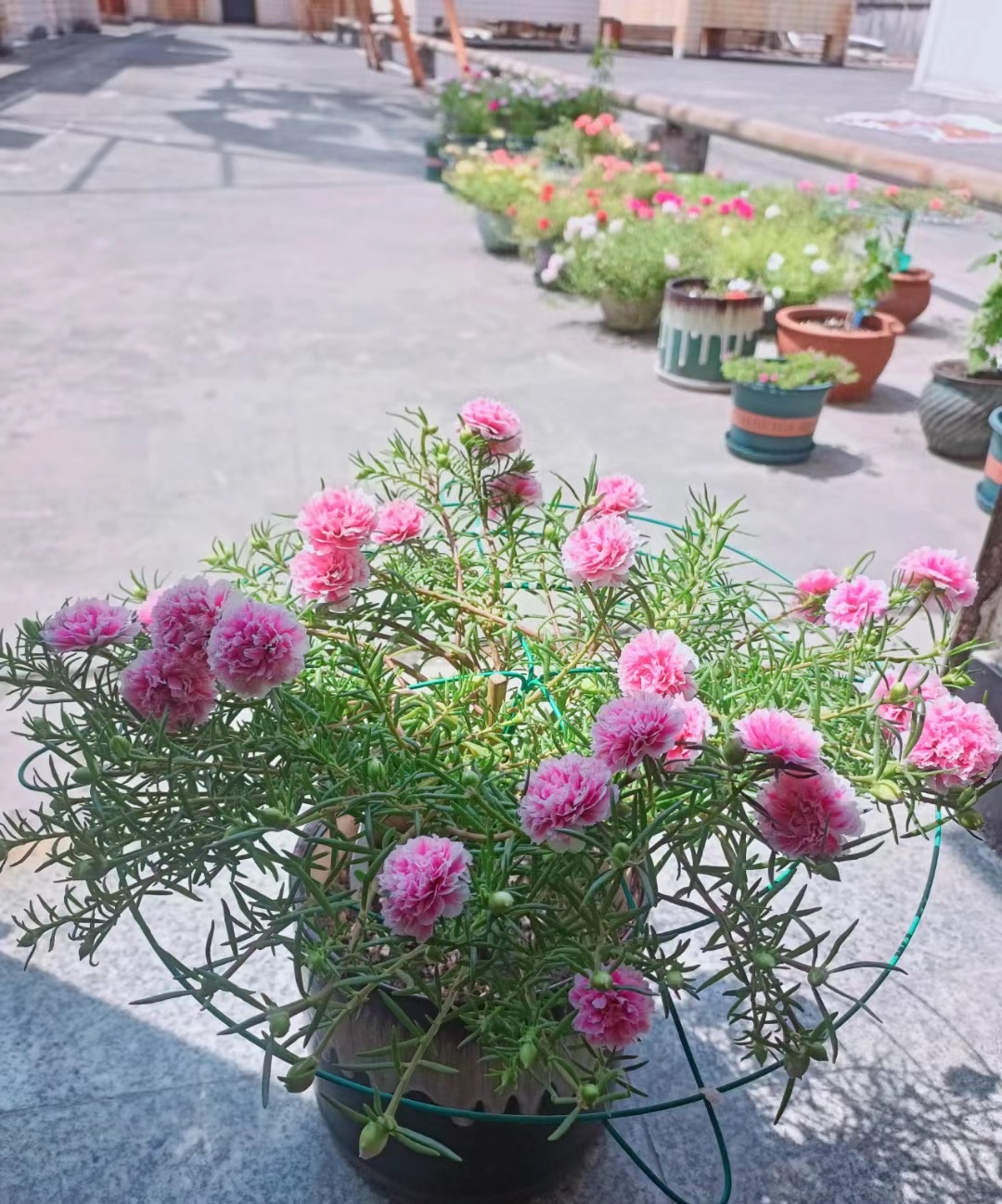 耐热的花好养的有哪些花卉,花期长耐热又好养的花卉