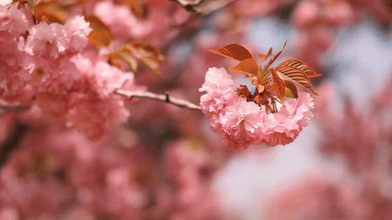 2023鑽ｆ垚鏂囨梾娲诲姩,鑽ｆ垚鐗圭鍏典竴鏃ユ父