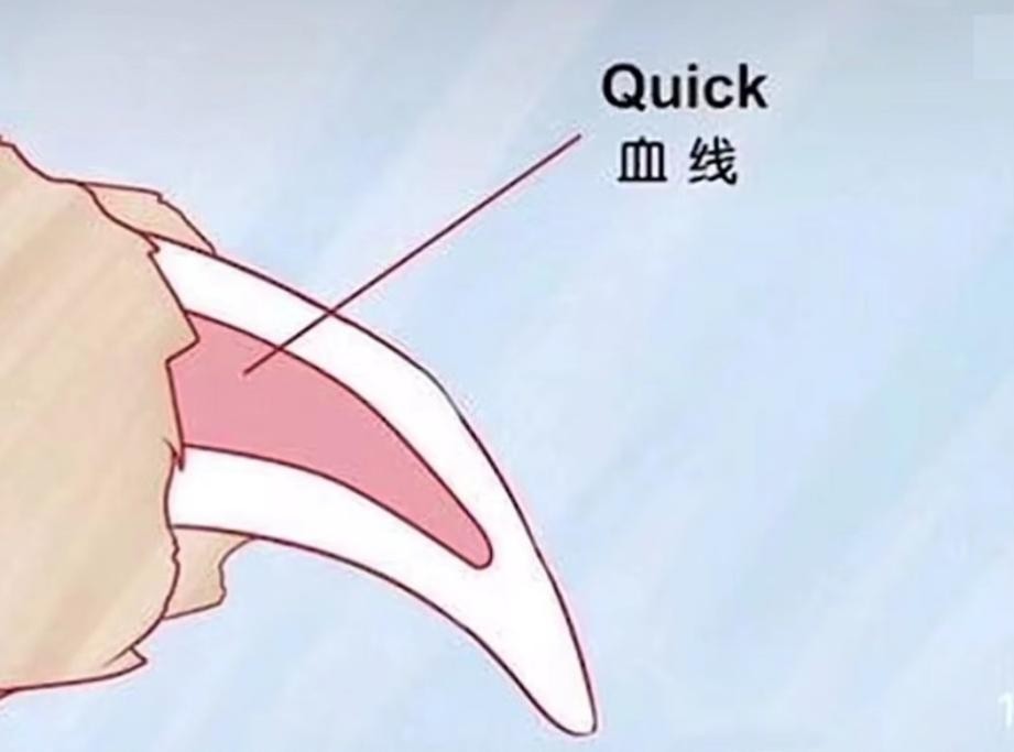 狗狗指甲剪出血不理人,狗狗剪指甲出血了怎么包扎