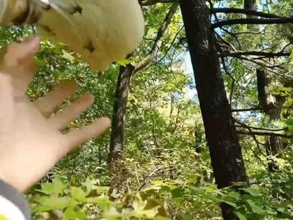 东北，这个职业正在消失！|地球知识局