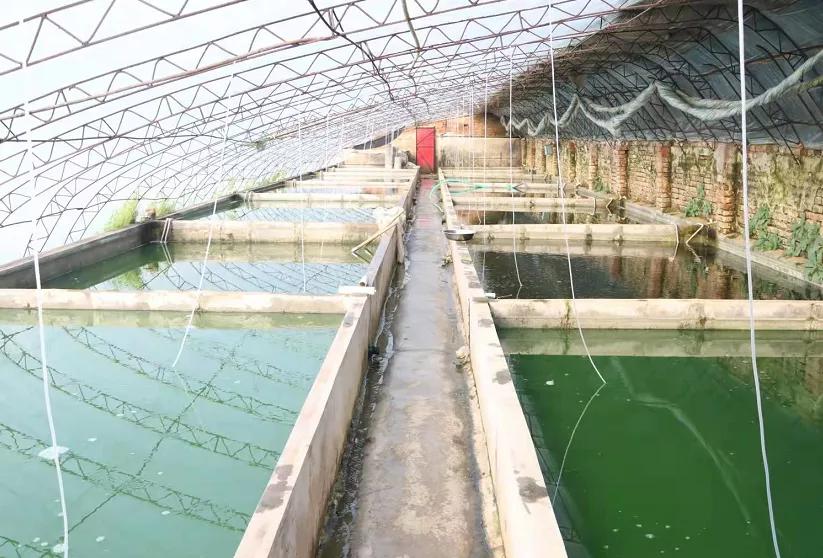 养殖热带鱼年入十八万