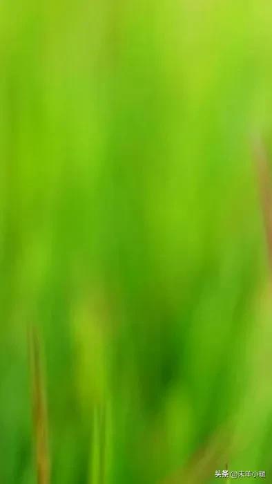 最美的手机壁纸大全,养眼养心的壁纸