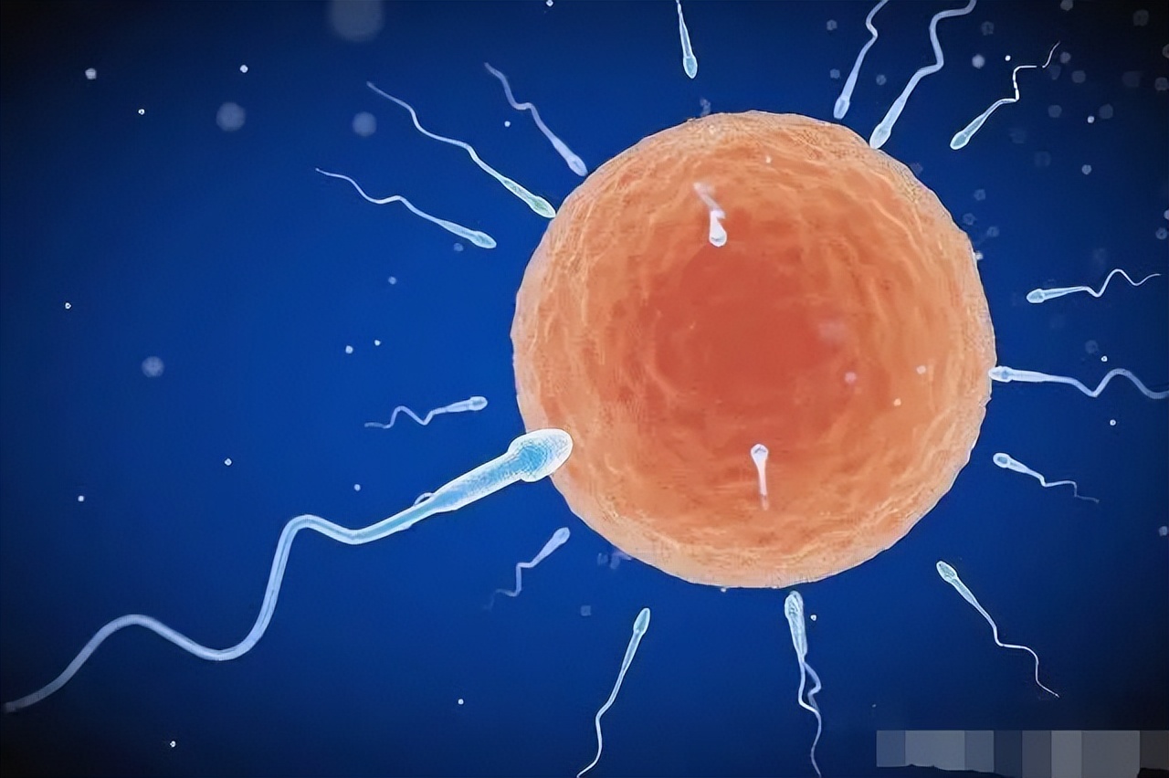 进入女性体内后，没“受精”成功的精子都去哪儿了？既好笑又心疼