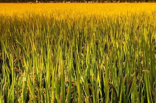 大闸蟹养殖致富路线,自己家如何养殖大闸蟹赚钱