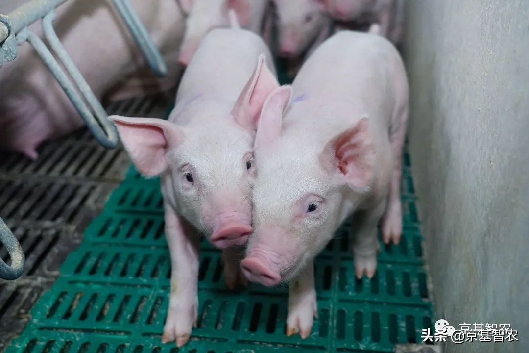 现代化养猪饲养过程,现代化养猪场管理方法