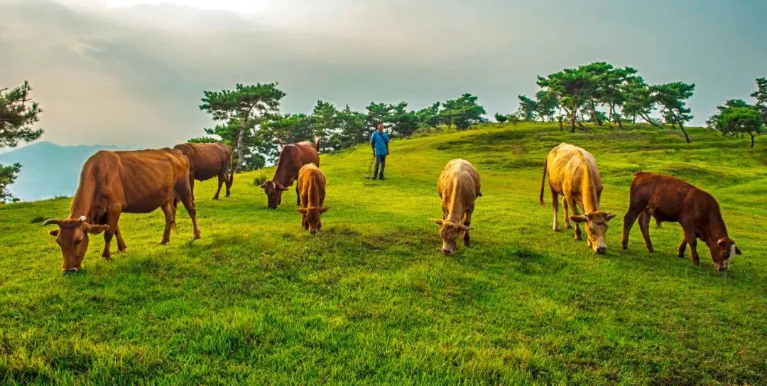 山东有海有雪有山有平原,山东有没有广阔草原