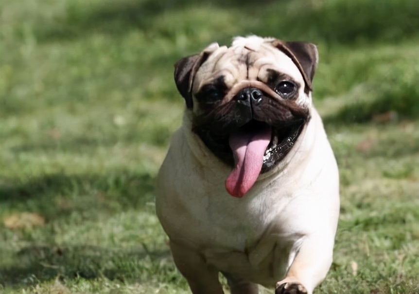 巴哥狗生病的各种症状,巴哥便秘怎么办