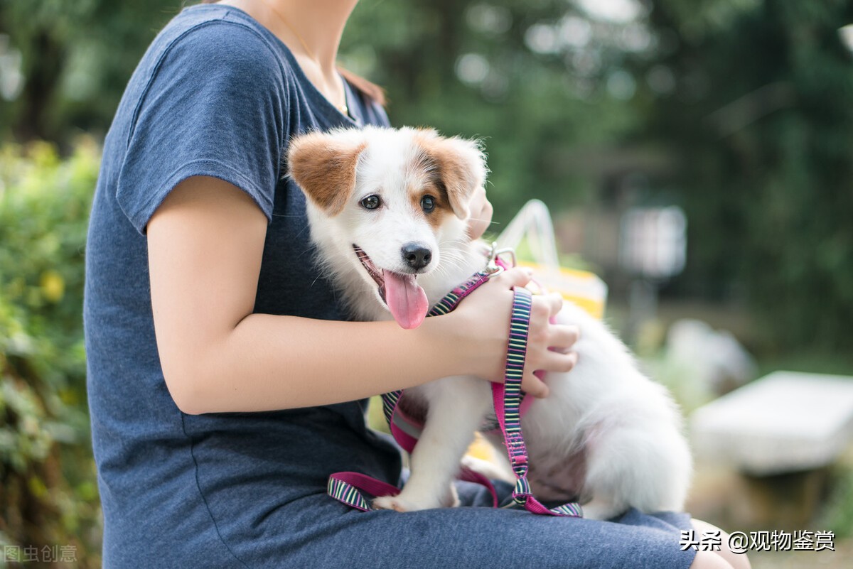 狗狗尾巴突然连主人都不让摸了,猫咪不让摸强行去摸会应激吗