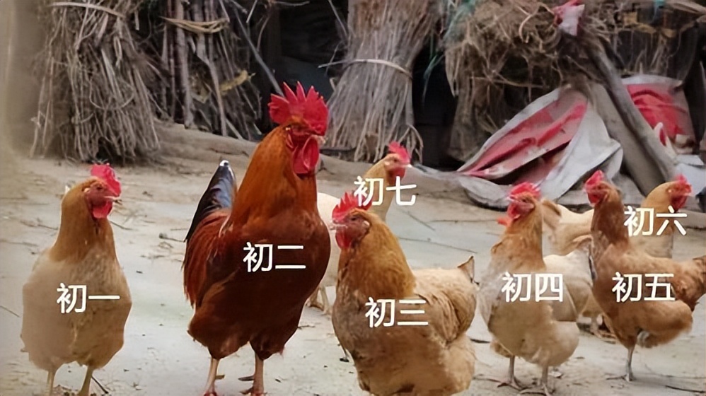 惠州大型养鸡场,十亩山林养殖3000只鸡