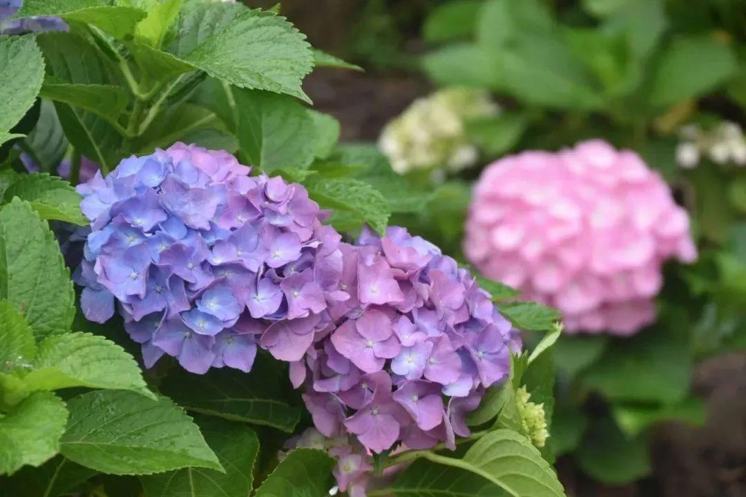 开眼界了!五大突出特征让这种“球花”魔力无限,人见人爱