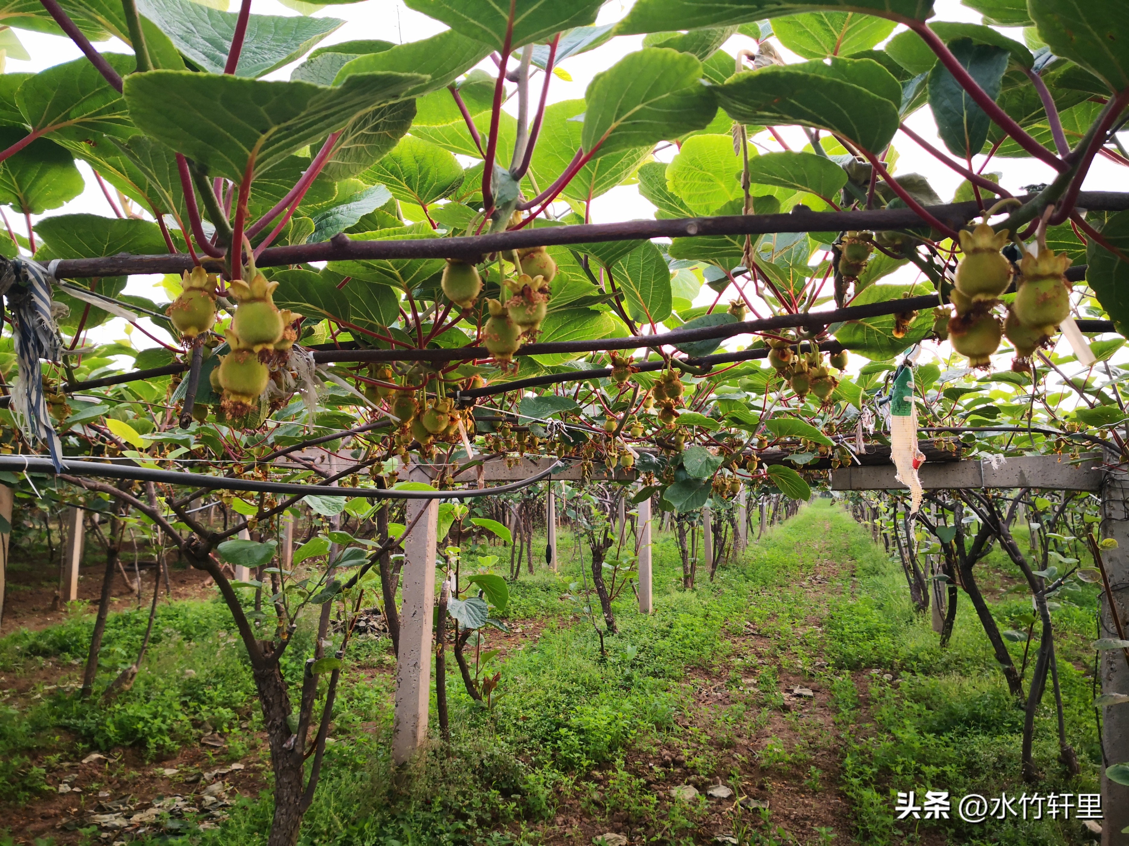 猕猴桃蒸熟了吃好吗,猕猴桃滞销了怎么办