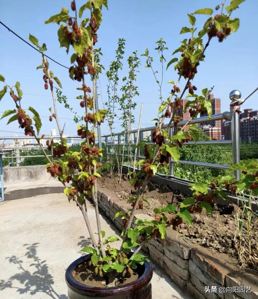 桑树不吉利,桑树不吉祥