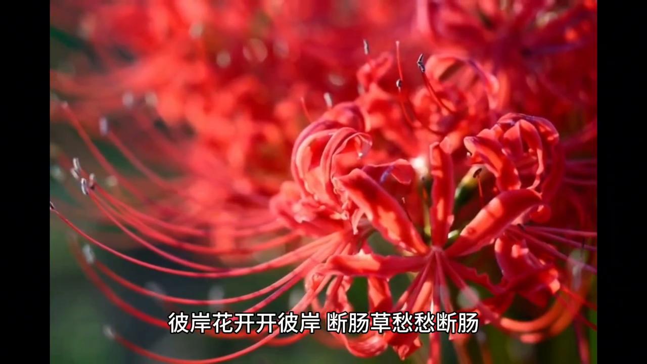 陀漫丽山与冰晶紫湖之间，一块四季如春的盆地