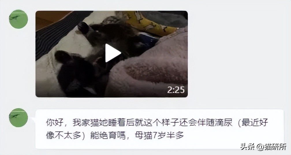 猫咪睡着了总尿床是怎么回事,猫咪总是尿床怎么办已绝育