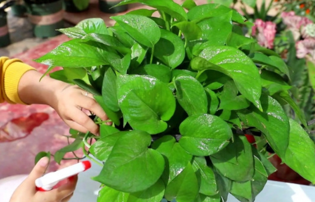 绿萝怎么养才能更旺盛不用肥料养,绿萝的浇水方法和注意事项图片