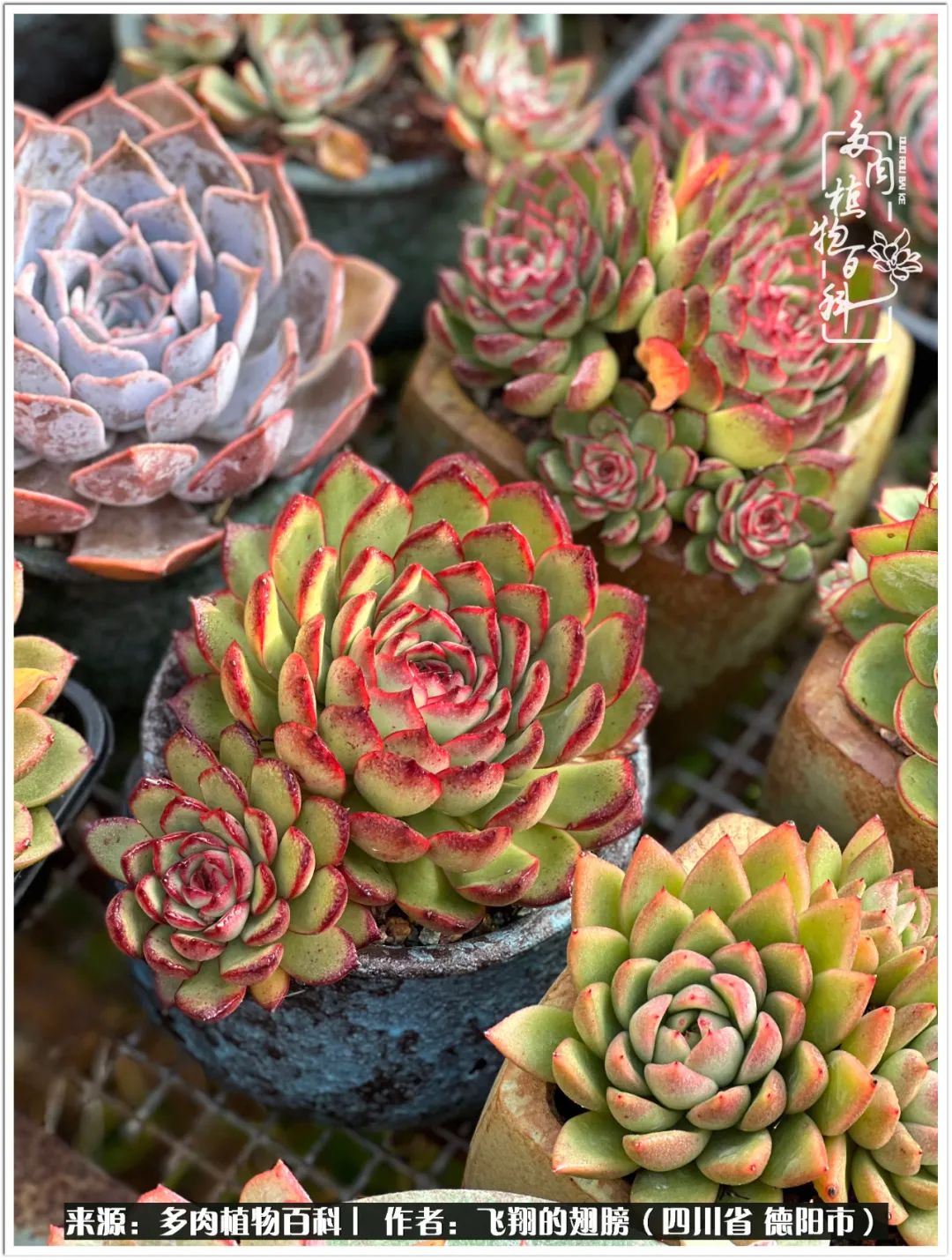 多肉的正确养殖方法冬天怎么养活,多肉怎么养活而且长得快且好看