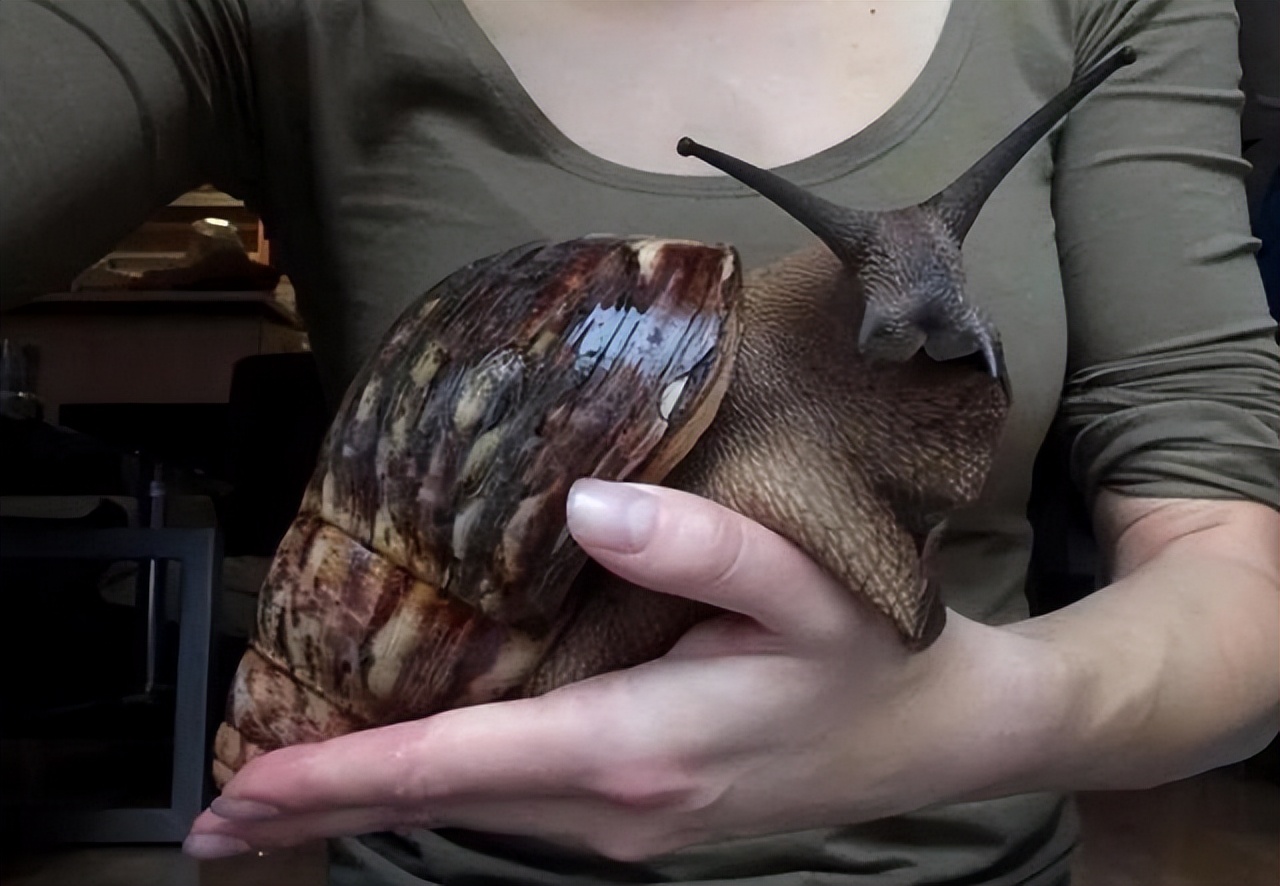 花费2300万美元,美国号称根除非洲大蜗牛,如今它们第二次回来了