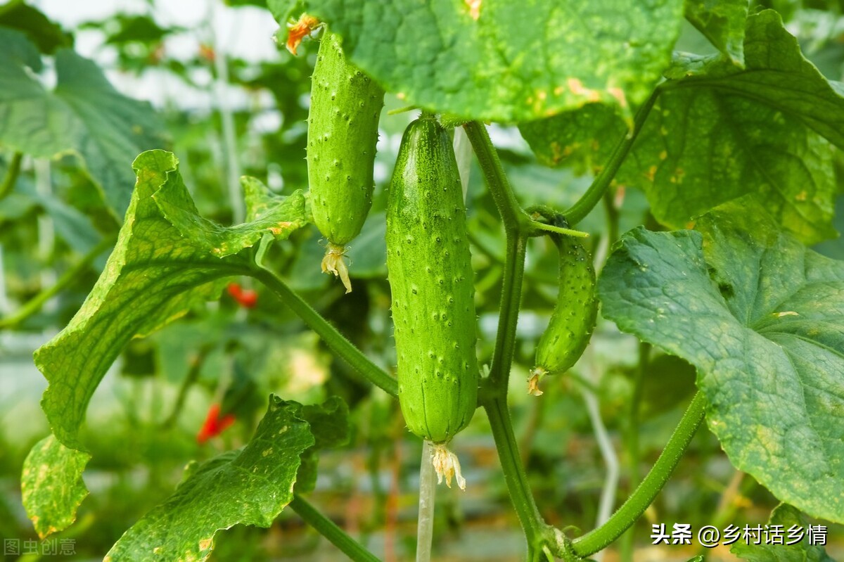 单角丝瓜不结瓜怎么补救,南瓜丝瓜西瓜黄瓜