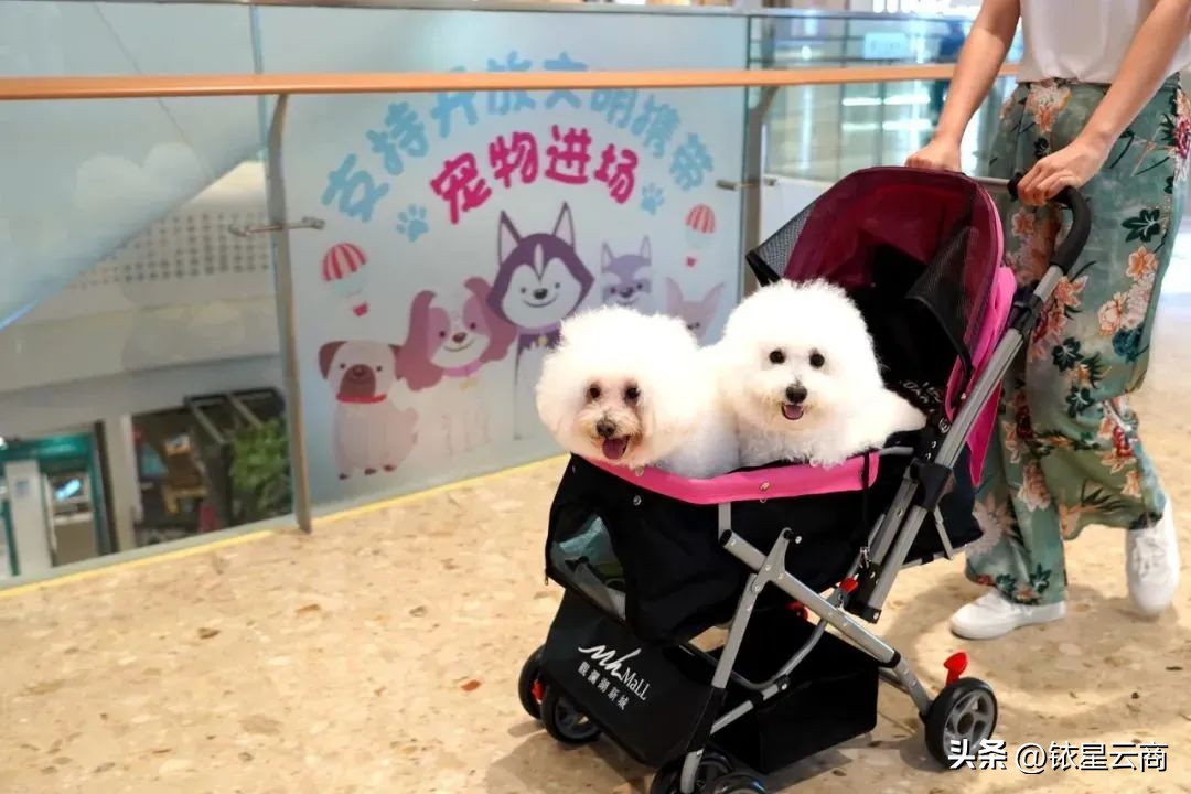 深挖人宠双向友好型空间,观澜湖集团带来哪些值得借鉴的经验?