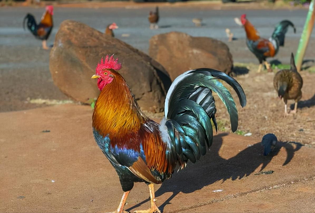 鸡的祖先是霸王龙？它为何每天都下蛋，细数鸡身上的“恐龙基因”