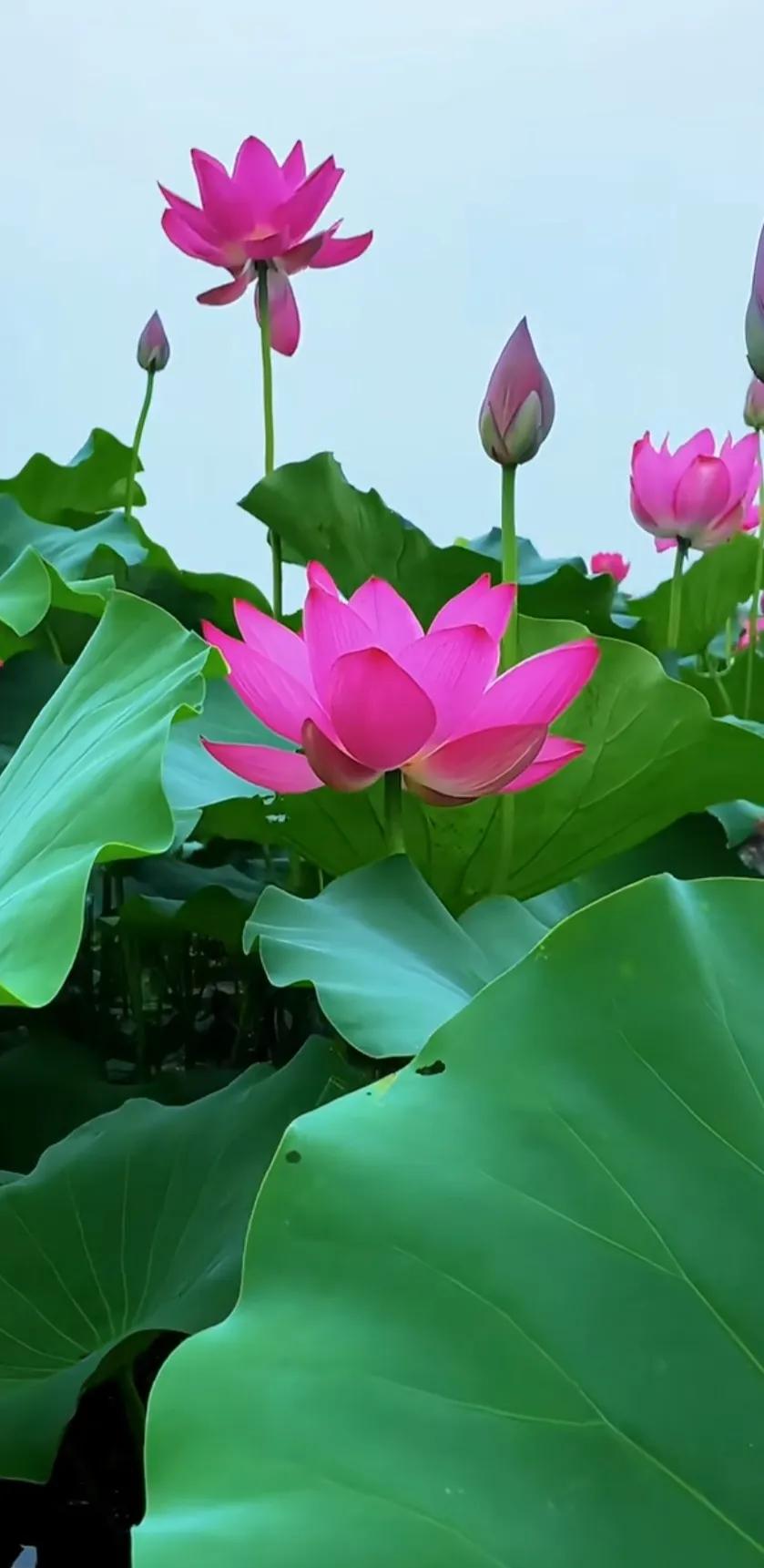 一朵含苞待放的荷花图片图文,一望无际的荷花荷叶图片