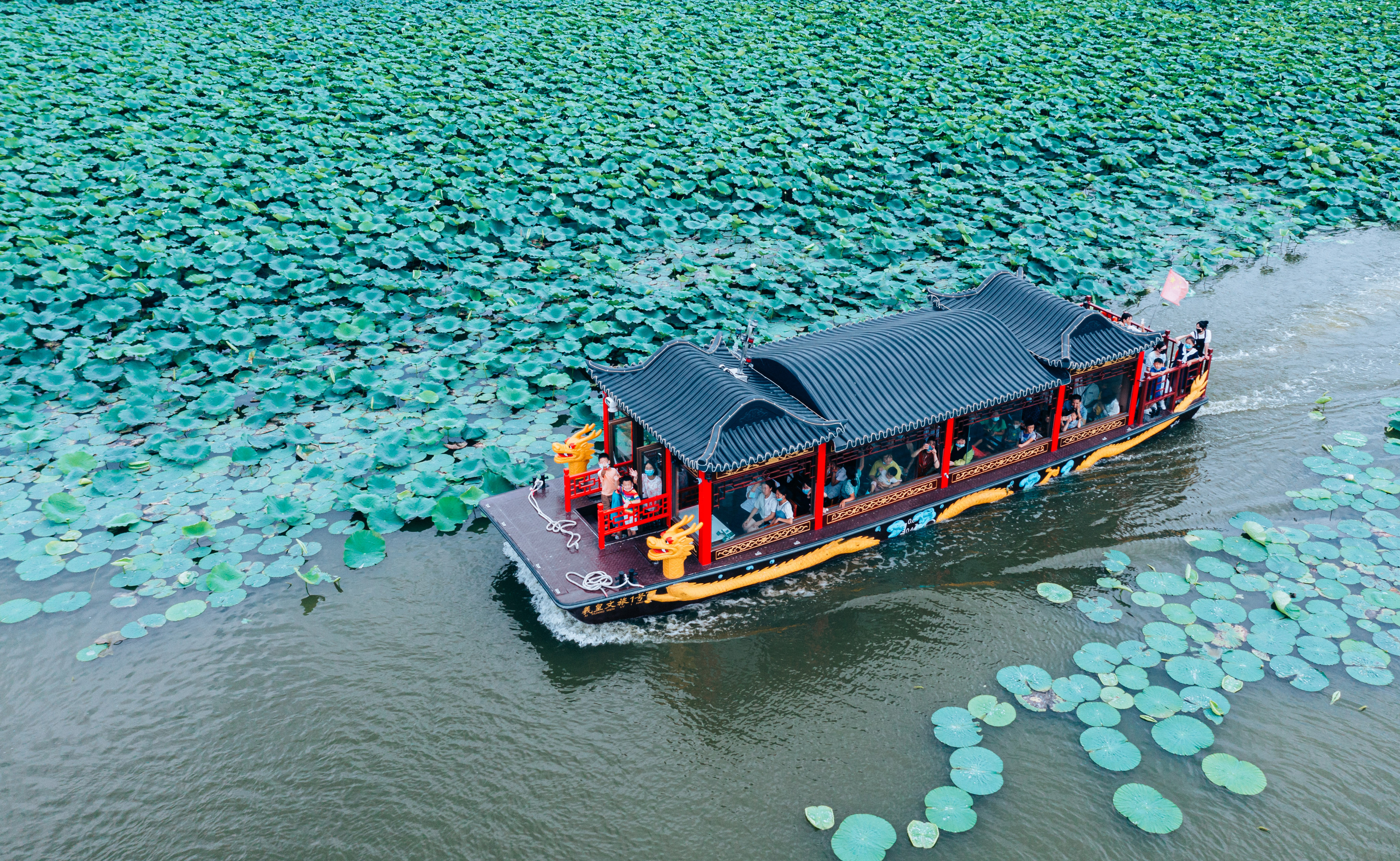 淮阳龙湖赏荷旅游月开启,淮阳龙湖湿地赏荷