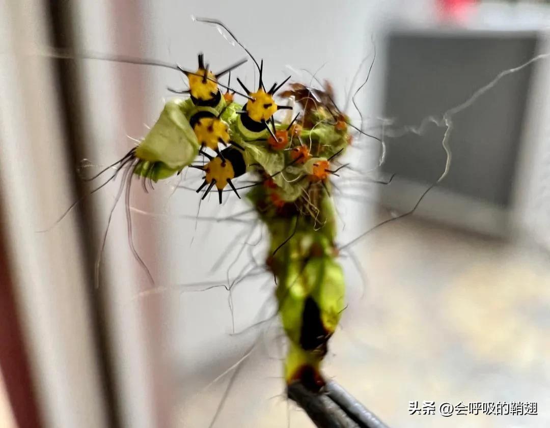 绿尾大蚕蛾怎么样驱除,大蚕蛾饲养记录