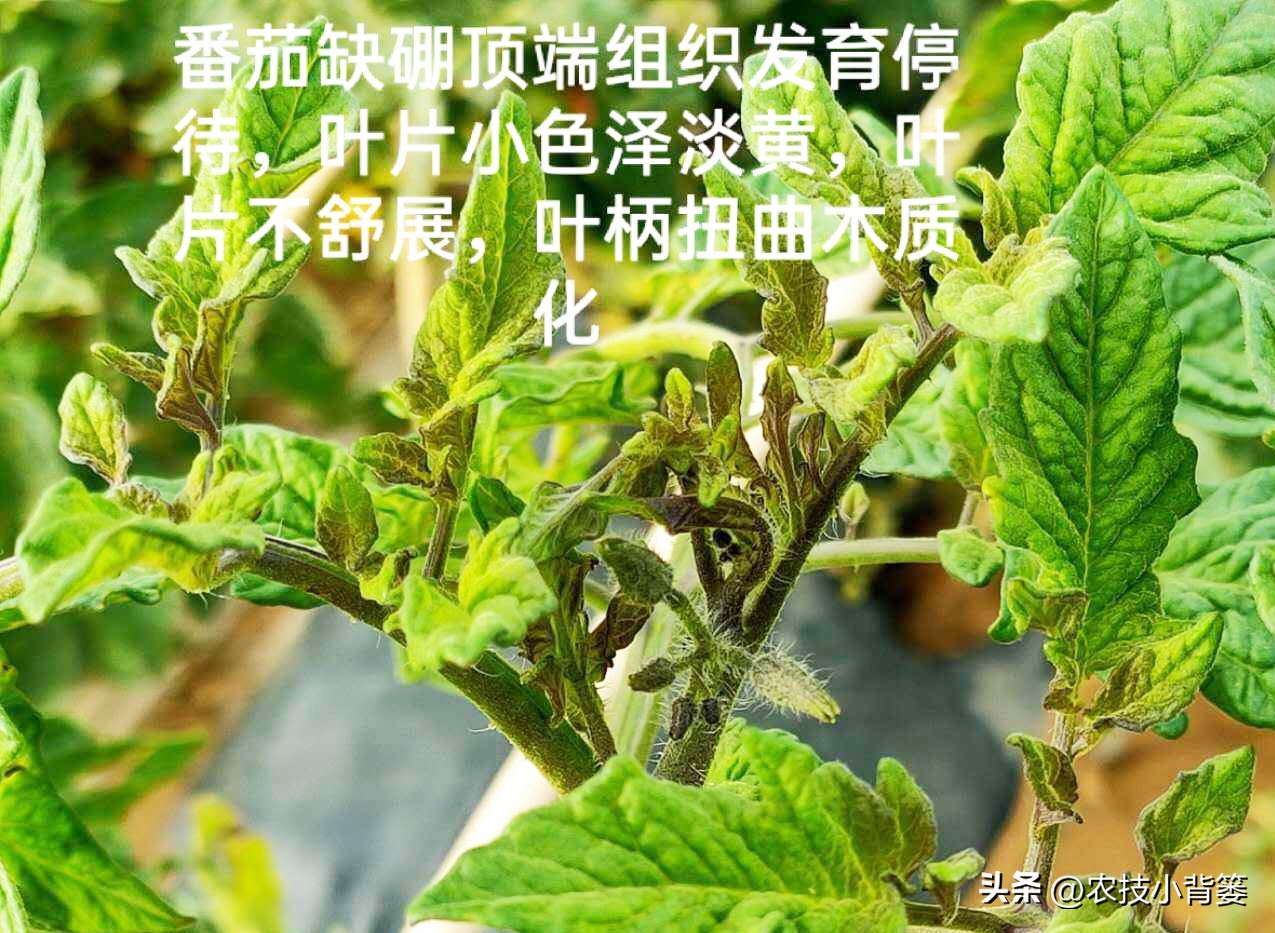 缺钙和缺硼如何区分,如何区分作物缺硼还是缺钙