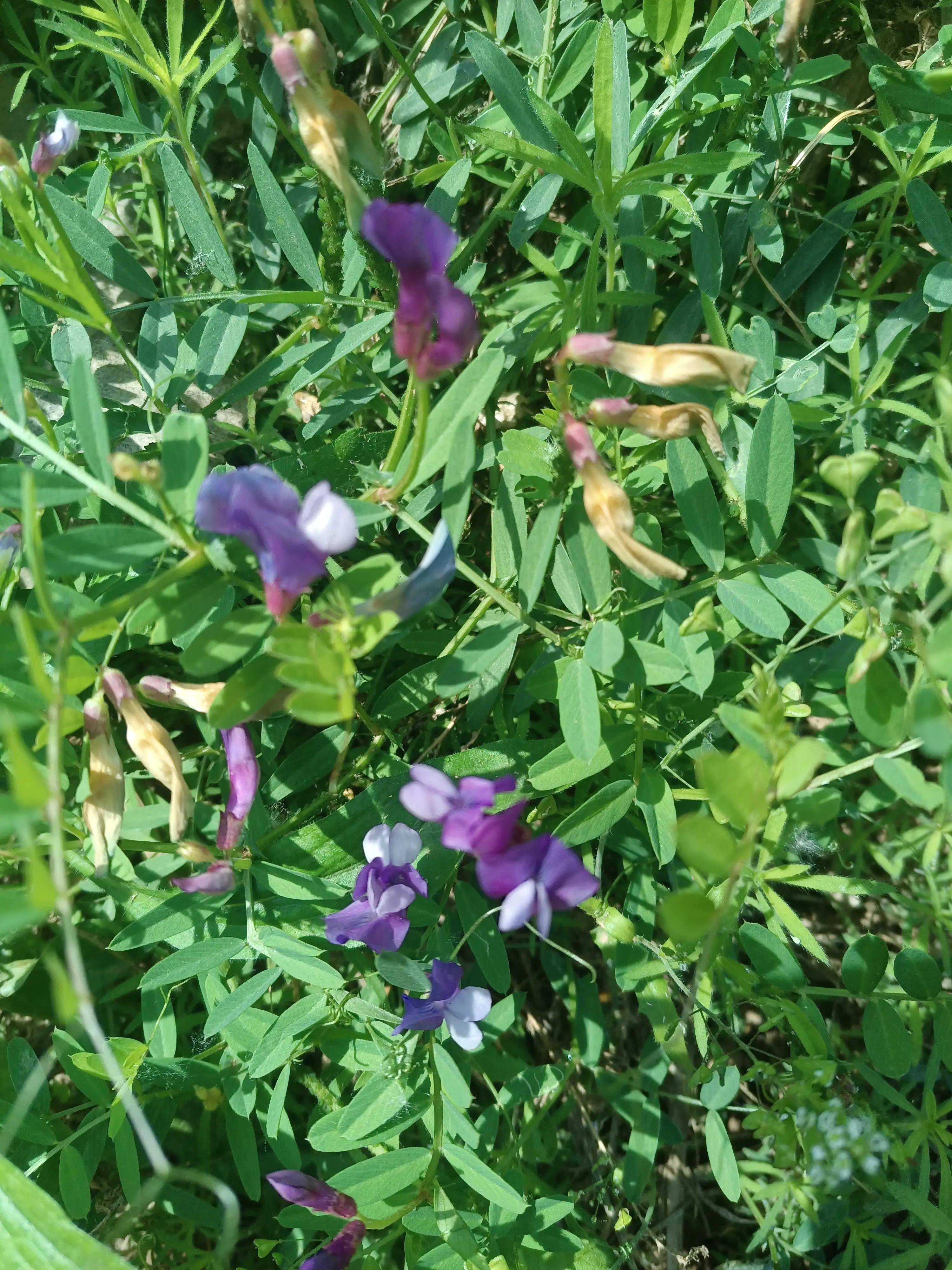 闲来无事荡秋千视频,山中荡秋千