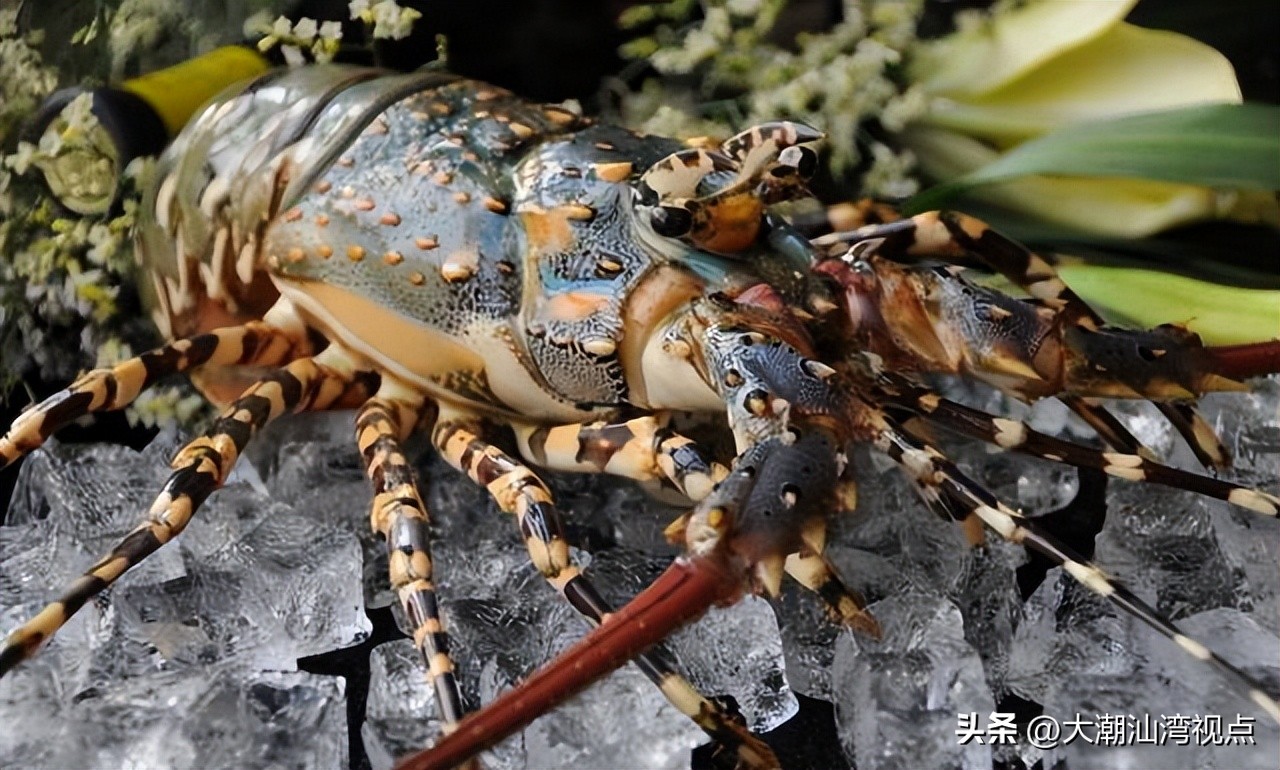 世界上各种龙虾视频介绍,世界各种龙虾价格