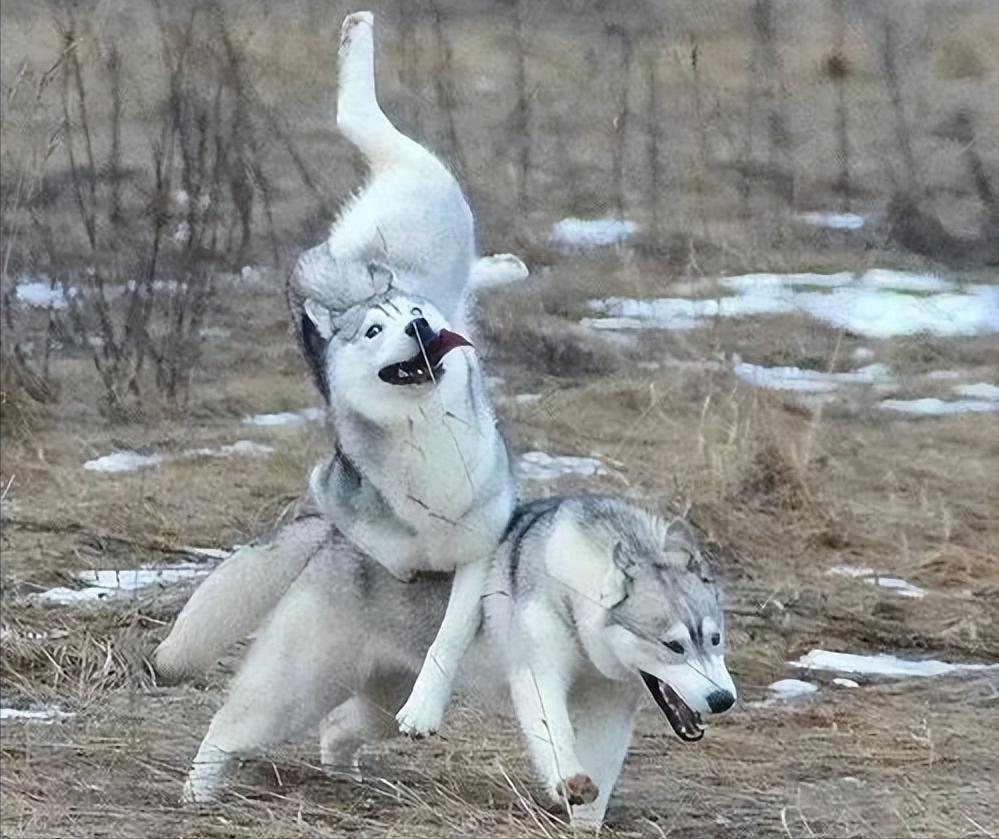 狗狗的4种交配方式，网友：没见过